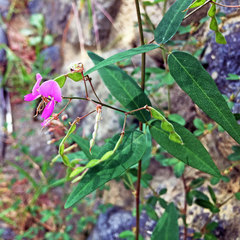 Desmodium paniculatum