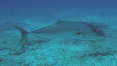 Seriola