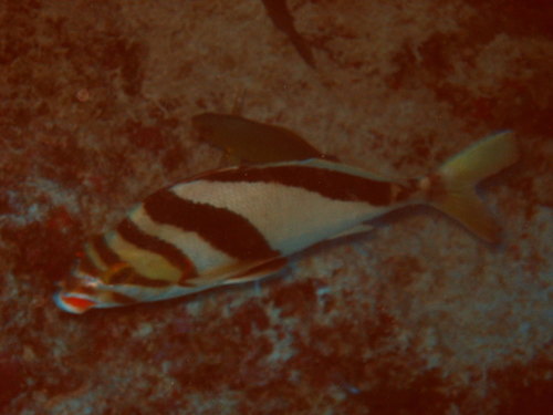 Hawaiian morwong (Cheilodactylus vittatus) — Cheilodactylidae — 4