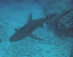 Carcharhinus galapagensis