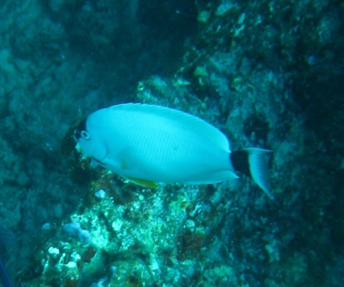 Genicanthus personatus observed 2008-06-26