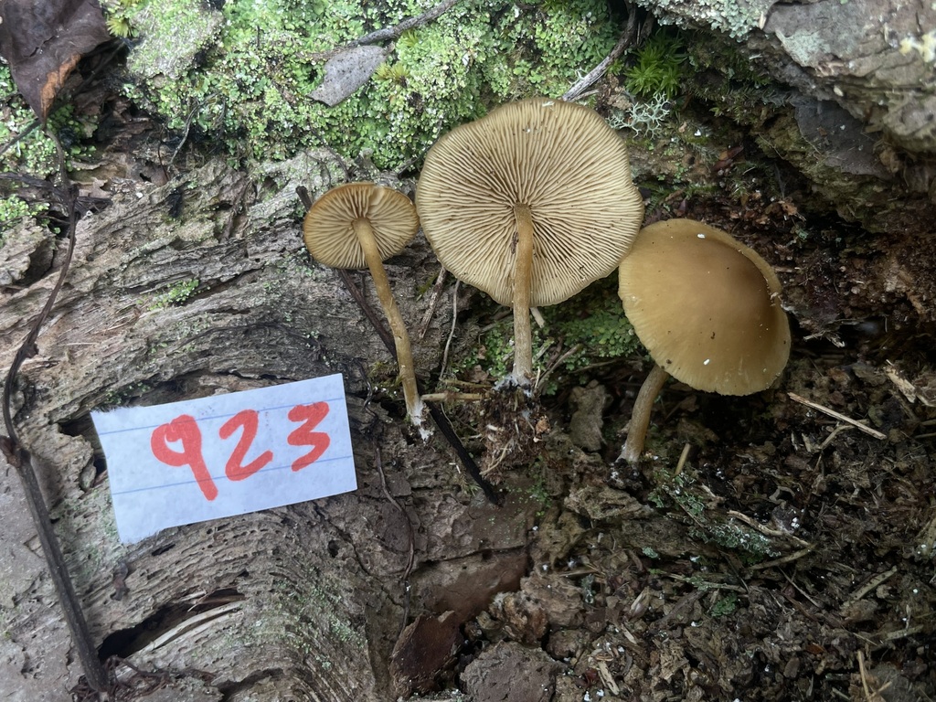 Callistosporium palmarum
