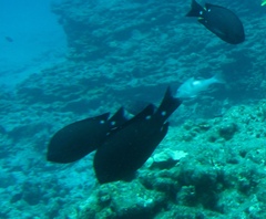 Chromis verater