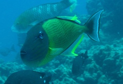 Xanthichthys mento