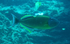 Xanthichthys mento