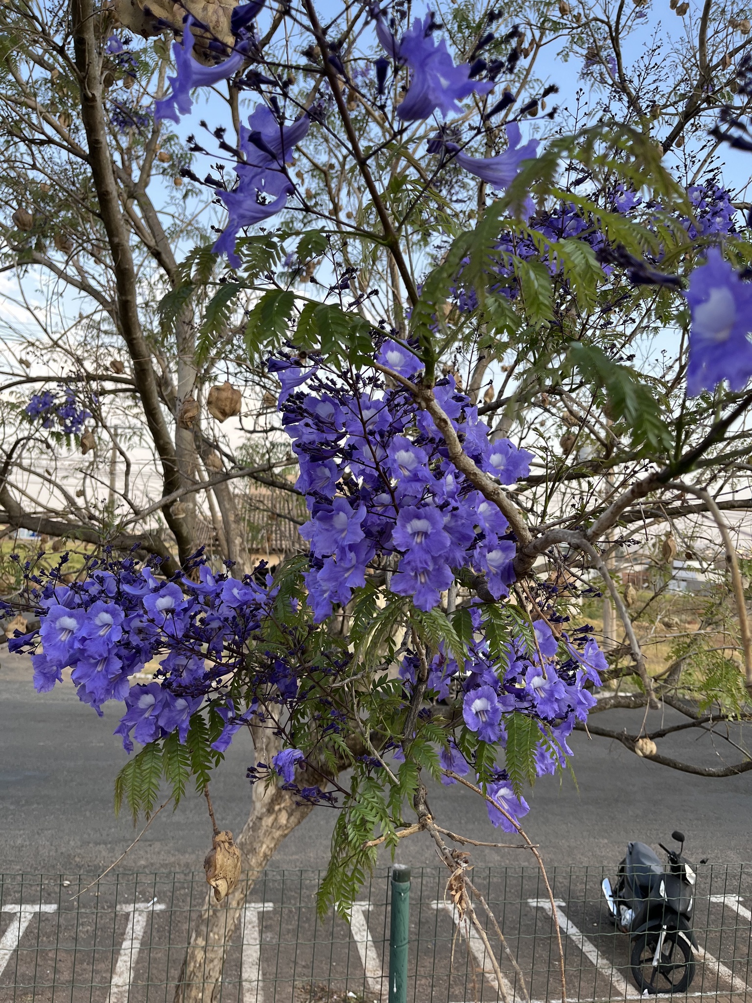 Jacarandá
