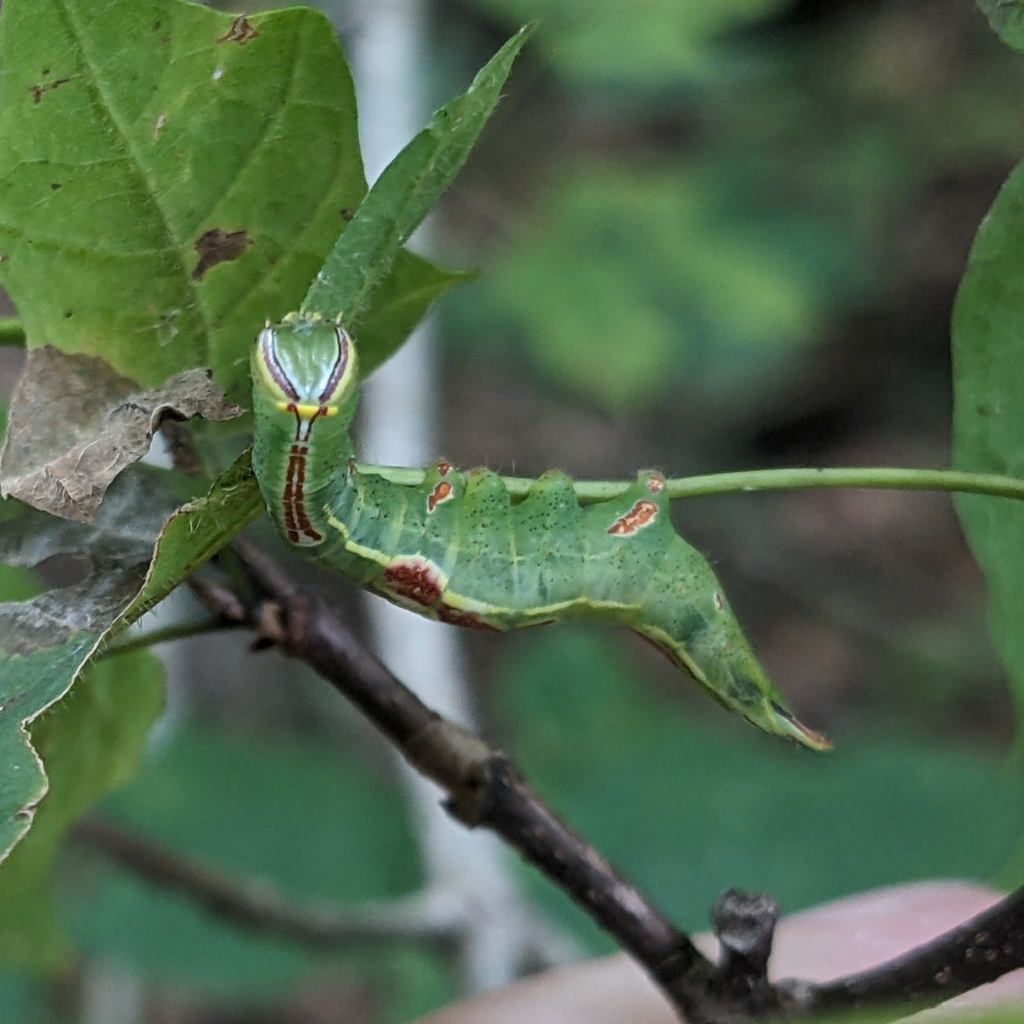 Saddled Prominent