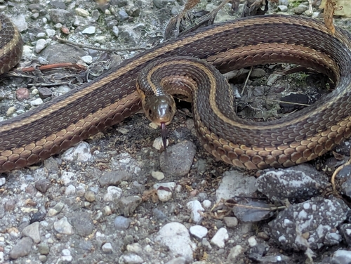 Short-headed Garter Snake