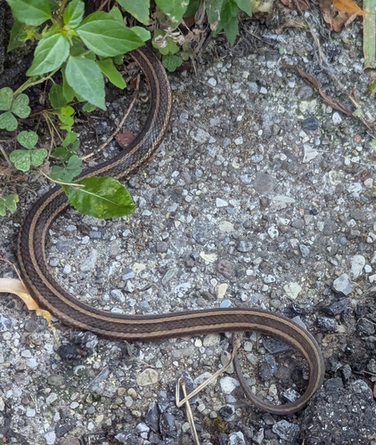 Short-headed Garter Snake