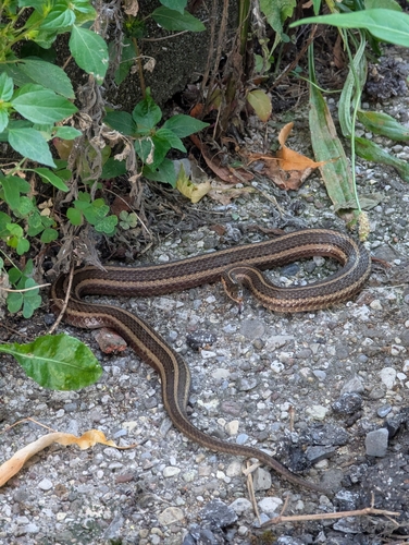 Short-headed Garter Snake