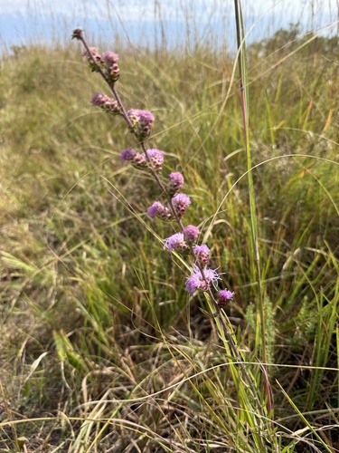 Liatris aspera