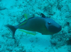 Xanthichthys mento