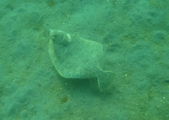 Lepidopsetta bilineata