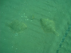 Lepidopsetta bilineata