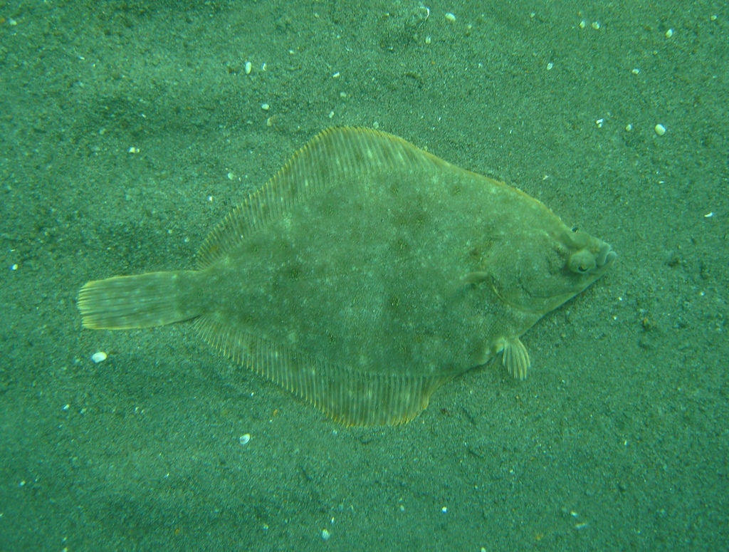 Southern Rock Sole