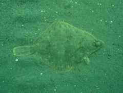 Lepidopsetta bilineata