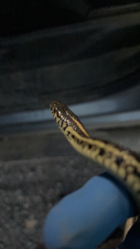 Plains Garter Snake