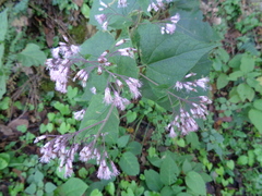 Peteravenia malvifolia