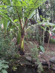 Howea belmoreana