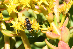 Eristalis bogotensis