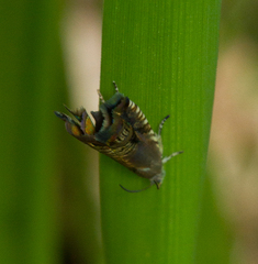 Grapholita angleseana
