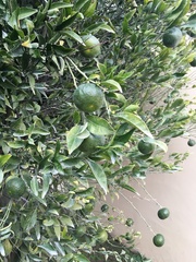 Citrus × microcarpa