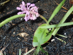 Ledebouria sandersonii