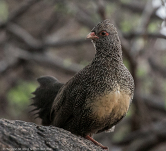 Ptilopachus petrosus