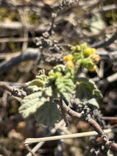 Fanleaf Dollsrose (Hermannia alnifolia)