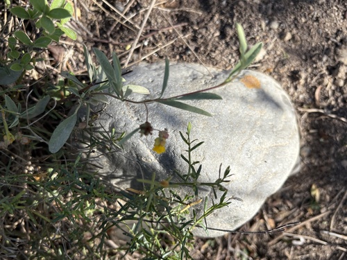 Lavender Dollsrose (Hermannia lavandulifolia)