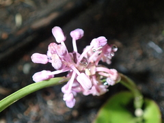 Ledebouria sandersonii