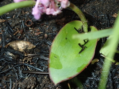 Ledebouria sandersonii