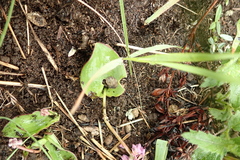 Ledebouria sandersonii