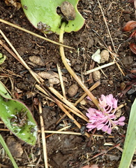 Ledebouria sandersonii