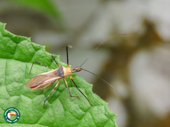 Zelus versicolor