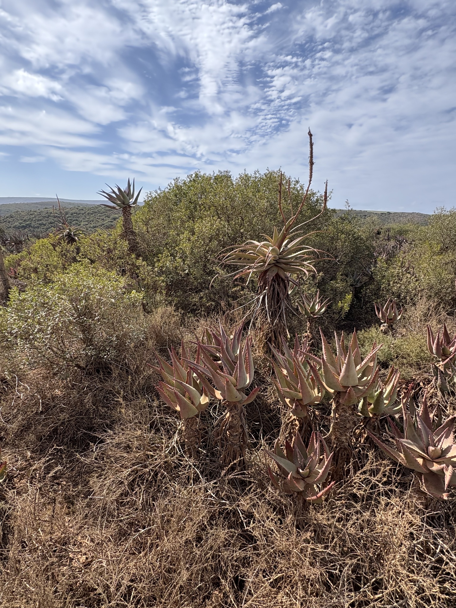 Mossel Bay Hybrid Aloe (Aloe arborescens)