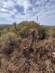 Mossel Bay Hybrid Aloe (Aloe arborescens)