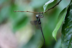 Gynacantha membranalis