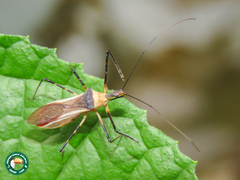 Zelus versicolor