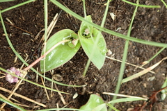 Ledebouria sandersonii
