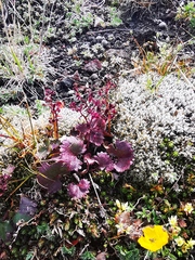 Micranthes purpurascens