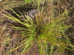 Xyris elliottii