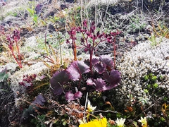 Micranthes purpurascens