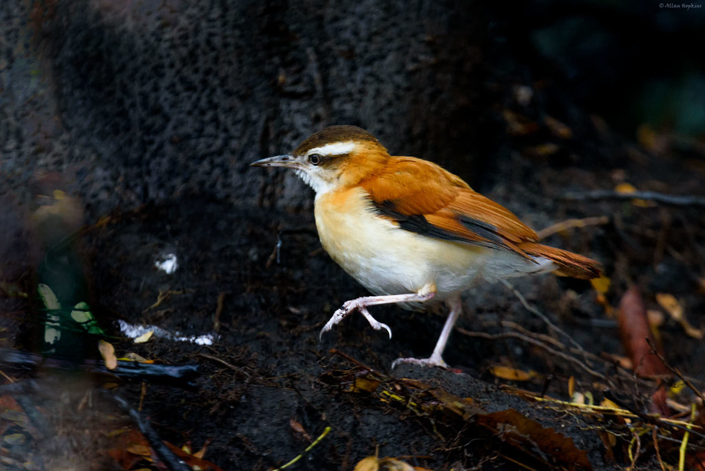 Pale-legged Hornero photo