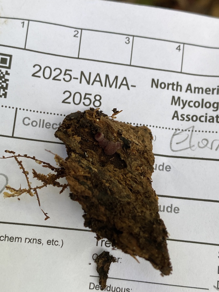 Ascocoryne sp. 'VT01'