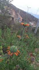 Leonotis nepetifolia image