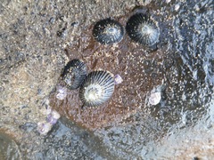 Cellana sandwicensis