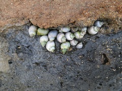 Littoraria pintado