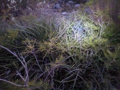 Hesperaloe parviflora