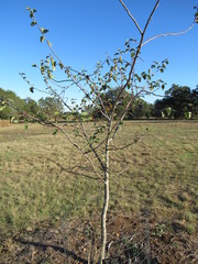 Malus ioensis texana